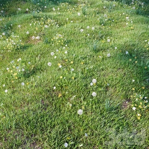 چمن برای محوطه سازی03