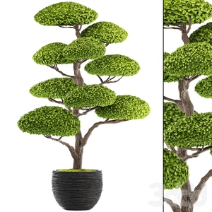 درختچه مینیمال