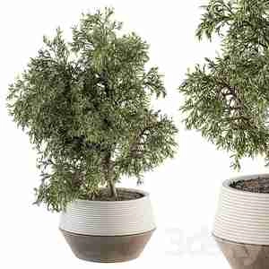 گلدون بزرگ با درخچه ریز برگ indoor Plant