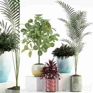 گلدون قرمز گلدان آبی Plants collection 575