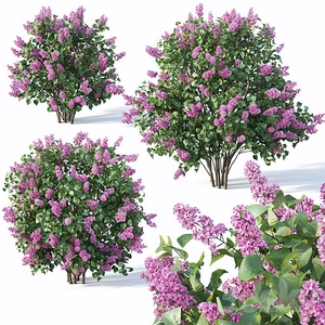 بوته Lilac