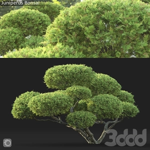بوته سبز مدرن