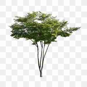 درخت کوچک با برگهای سبزبرای پست پرو   یا گرافیکی