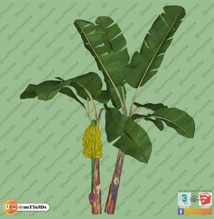 مجموعه ای از گل و گیاه و گلدان استوایی و گرمسیری برای اسکچاپ