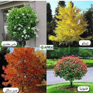 اسم چند نوع درخت