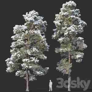 آبجکت درخت برف نشسته روش inus Sylvestris  15 H12 14m Two Winter Trees