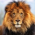Fardin_profile_pic
