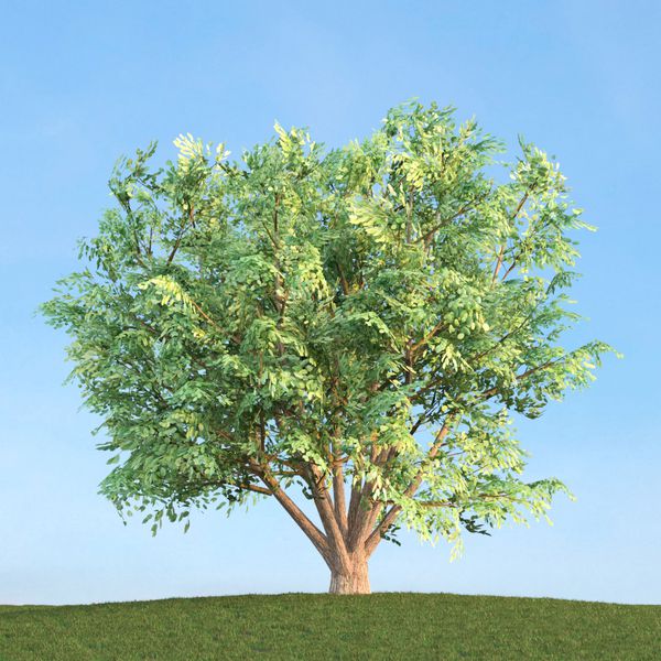 درخت-کوتاه-پر-برگ
