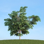 درخت_profile_pic