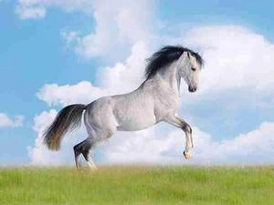 عکس با کیفیت اسب در حال پریدن