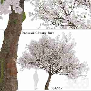 درخت پر شکوفه بهاری Yoshino Cherry Tree