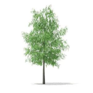 آبجکت 3d درخت obj 3dcgaxis_models_67_38