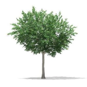3d درخچه دانلود رایگان
