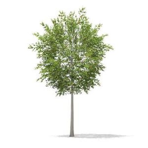 دانلود ابجکت درخت 3d