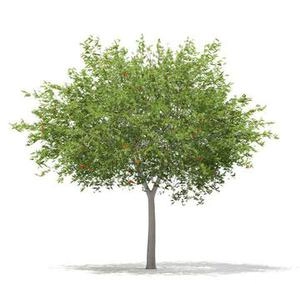 رایگان دانلود ابجکت درخت