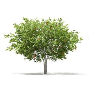 درخچه پهن دانلود رایگان