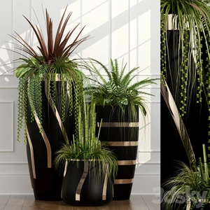 گلدان  رنگ مشکی و طلاییRoom plants