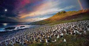 قاب شب و روز در Steeple Jason, Falkland Islands