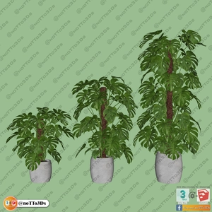 گلدان‌های گیاه مونسترا برای اسکچاپ