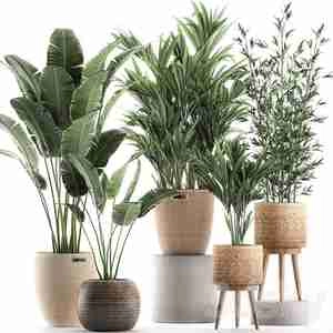 آبجکت گیاهان دکوری Pro 3DSky - Plant Collection