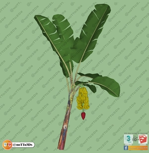 مجموعه ای از گل و گیاه و گلدان استوایی و گرمسیری برای اسکچاپ