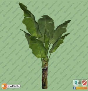 مجموعه ای از گل و گیاه و گلدان استوایی و گرمسیری برای اسکچاپ