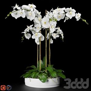 گل با گلدان رنگ سفیدOrchid 5