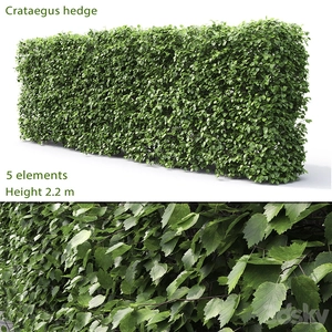 پرچین یا شمشاد Crataegus (2.2 متر)