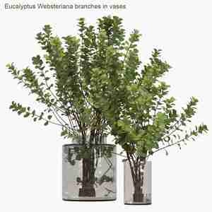 Eucalyptus Websteriana Branches in Vases  گلدون شیشه ای رو میزی