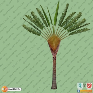 مجموعه ای از گل و گیاه و گلدان استوایی و گرمسیری برای اسکچاپ