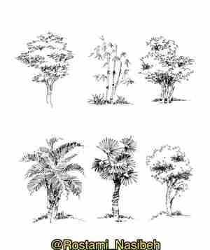 اسکیس درختان مختلف