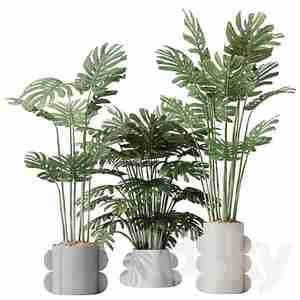 مجموعه پنیر سوئیسی برگ بزرگ طرح برگ بزرگ HQ HousePlants Elegant Monstera Deliciosa 04