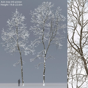 درخت خاکستر زمستانی | Ashtree Winte