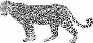 وکتور لایه ببر free leopard vector