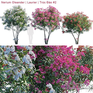 درخت با گلهای رنگی   2