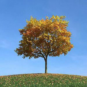 ابجکتهای 3d درختچه زرد پاییزی