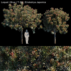 درخت مدرن لوکوات