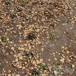 زمین برگ پاییزی 3