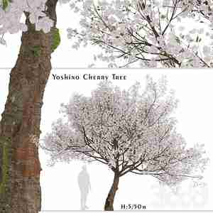 درخت پر شکوفه بهاری Yoshino Cherry Tree