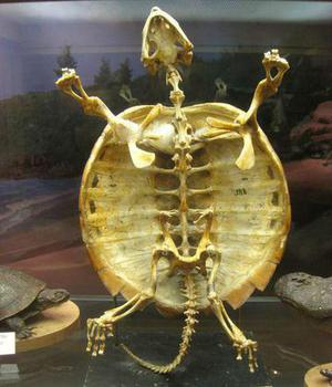 ساره بدنی لاکپشت