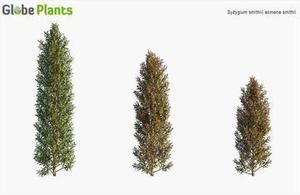 درخت و درختچه و چمن 3d ابجکتهای دانلودی