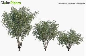 درخت و درختچه و چمن 3d ابجکتهای دانلودی