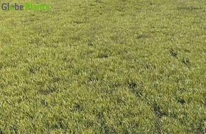 چمن های 3d  با کیفیت بالا برای 3d