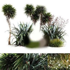 درخچه 3d مناطق گرم