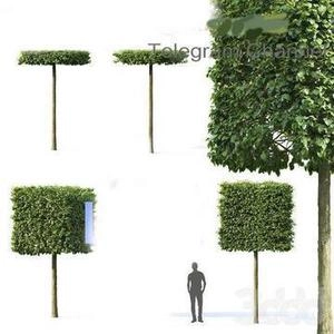 درخچه های حرص شده