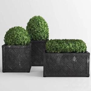 فلاور باکس رنگ مشکی