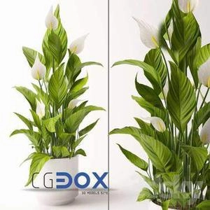 گلدون با برگهای پهن و گل سفید
