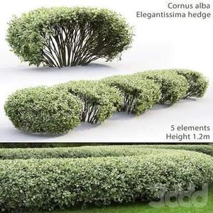بوته های محوطه با کیفیت عالی