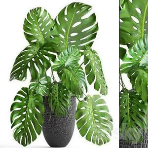 Monstera Deliciosa برگ انجیری 3d آبجکت