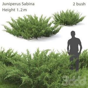 بوته سبز برای محوطه